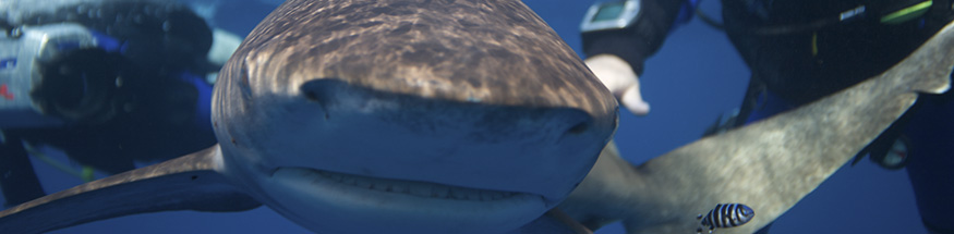 Understanding Shark Behavior